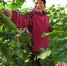图为昌黎县的黄瓜种植户正在采摘黄瓜。 牛春富 摄 - 中国新闻社河北分社