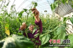 图为昌黎县的西红柿种植户正在为西红柿疏花疏果。 - 中国新闻社河北分社