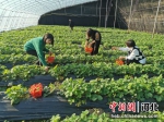 图为游客在采摘草莓。 金洁 摄 - 中国新闻社河北分社