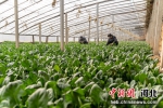 南宫市蔬菜种植基地内村民正对新鲜蔬菜进行管理。 王林 摄 - 中国新闻社河北分社