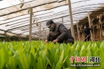 南宫市蔬菜种植基地内村民正对新鲜蔬菜进行管理。 王林 摄 - 中国新闻社河北分社