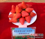 图为获得品鉴会一等奖的草莓。 张明月 摄 - 中国新闻社河北分社