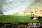 图为河北省青县“根枝叶”蔬菜种植专业合作社育苗基地内，育苗工人正在对甜瓜苗进行嫁接。 尹向平 摄 - 中国新闻社河北分社