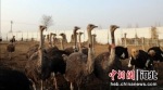 图为养殖场的驼鸟。 供图 - 中国新闻社河北分社