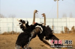 图为养殖场的驼鸟。 供图 - 中国新闻社河北分社