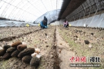 图为工人们正在收获成熟的羊肚菌。 牛春富 摄 - 中国新闻社河北分社