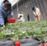 图为馆陶县馆陶镇刘路疃村草莓种植基地，居民前来采摘新鲜的牛奶草莓。 郭江鹏 摄 - 中国新闻社河北分社