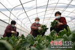 工人正在进行整理菠菜。 刘叶 摄 - 中国新闻社河北分社