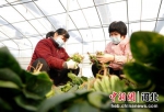 工人正在进行整理菠菜。 刘叶 摄 - 中国新闻社河北分社