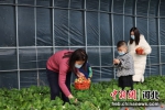 平乡县油召乡王杨村的草莓种植基地内，游客在采摘草莓。 李国军 摄 - 中国新闻社河北分社
