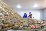 工人在精心挑选大对虾，准备发货。 刘兰新 摄 - 中国新闻社河北分社