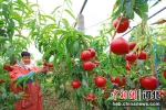 农民在大棚里收获西红柿。 刘兰新 摄 - 中国新闻社河北分社