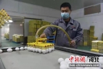使用移蛋器进行种蛋自动分级前准备工作。 段锟 摄 - 中国新闻社河北分社