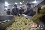 员工正在集鸡转盘分拣鸡苗。 段锟 摄 - 中国新闻社河北分社