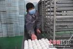 分级后的种蛋拆垛准备进入孵化器。 段锟 摄 - 中国新闻社河北分社