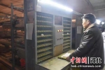 自动升降捡蛋机进行种蛋收集。 段锟 摄 - 中国新闻社河北分社