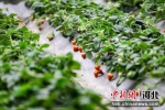 等待采摘的草莓。 吕明会 摄 - 中国新闻社河北分社