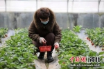 游客在挑选采摘草莓。 吕明会 摄 - 中国新闻社河北分社