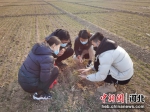 农技人员在武强县北代乡杜林村查看苗情。 供图 - 中国新闻社河北分社