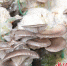 图为馆陶县东宝村平菇种植大棚内，长势良好的平菇。 郭江鹏 摄 - 中国新闻社河北分社