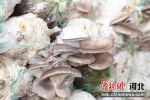图为馆陶县东宝村平菇种植大棚内，长势良好的平菇。 郭江鹏 摄 - 中国新闻社河北分社