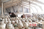 图为馆陶县东宝村平菇种植大棚内，种植户在采摘成熟的平菇。 郭江鹏 摄 - 中国新闻社河北分社