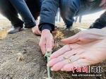 图为农业专家在田间地头查看冬小麦生长发育情况。 郑晨子 摄 - 中国新闻社河北分社