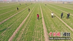 图为农户开展春季小麦田间管理作业。 贾昆 摄 - 中国新闻社河北分社