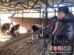 河钢集团矿业公司驻上谷镇新河村工作队到养殖户了解肉牛发展情况。 郭兴华 摄 - 中国新闻社河北分社
