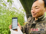图为农业技术员在手机APP上设置棚内温湿度，保证番茄在最适宜的环境下生长。 郑晨子 摄 - 中国新闻社河北分社