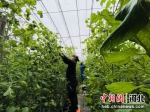 图为农业大棚内，技术员正在给无土栽培的西红柿整枝。 郑晨子 摄 - 中国新闻社河北分社