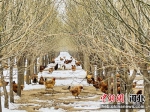 图为示范园内规模化林下柴鸡养殖场。 郑晨子 摄 - 中国新闻社河北分社