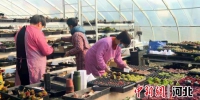 工人们分类打包多肉盆栽。 王鑫 摄 - 中国新闻社河北分社