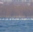 图为成群的白天鹅在河北磁县溢泉湖湖面上游弋。　张浩 摄 - 中国新闻社河北分社