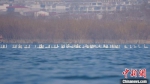 图为成群的白天鹅在河北磁县溢泉湖湖面上游弋。　张浩 摄 - 中国新闻社河北分社