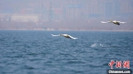 图为两只白天鹅从溢泉湖湖面上飞过。　张浩 摄 - 中国新闻社河北分社