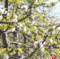 图为河北省馆陶县农发樱桃种植园内，种植户正在给樱桃树授粉。 郭江鹏 摄 - 中国新闻社河北分社