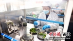 技术人员在接种组培苗。 王玉双 摄 - 中国新闻社河北分社