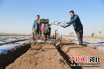 图为马铃薯种植户正在播种作业。 贾昆 摄 - 中国新闻社河北分社