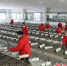 图为在河北省固安县马庄镇北熔电气企业生产车间，工人们正调试封闭式熔断器。 门丛硕 摄 - 中国新闻社河北分社