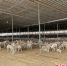 改造提升的“漏粪板+发酵床模式”肉羊养殖区。 作者 甄慧帅 - 中国新闻社河北分社