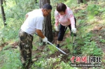 林场职工义务植树。 隆化县林管处供图 - 中国新闻社河北分社