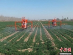 自走势喷杆喷雾机正在对小麦进行除草作业。　李超 摄 - 中国新闻社河北分社