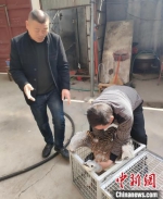 村民准备将救助的波斑鸨移交给保定市野生动物救护中心 王奇 摄 - 中国新闻社河北分社