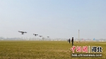 农户使用无人机喷洒农药。 白月 摄 - 中国新闻社河北分社