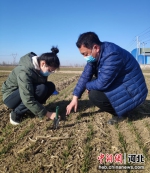 农技人员深入田间地头查看小麦苗情、土壤墒情。 白月 摄 - 中国新闻社河北分社