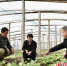 农技专家在指导大棚娃娃菜种植。 赵琪 摄 - 中国新闻社河北分社