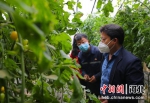 图为农技人员来到大棚里指导农户番茄种植技术。 - 中国新闻社河北分社