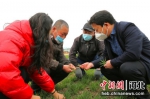 图为农技人员指导农户小麦种植技巧。 - 中国新闻社河北分社