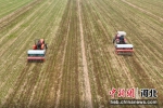 图为农民利用施肥机在田间进行施肥作业。 - 中国新闻社河北分社